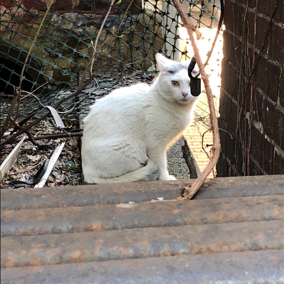 Hooty & Capt Nemo; rescued friends extraordinaire! - Picture 11 of 14